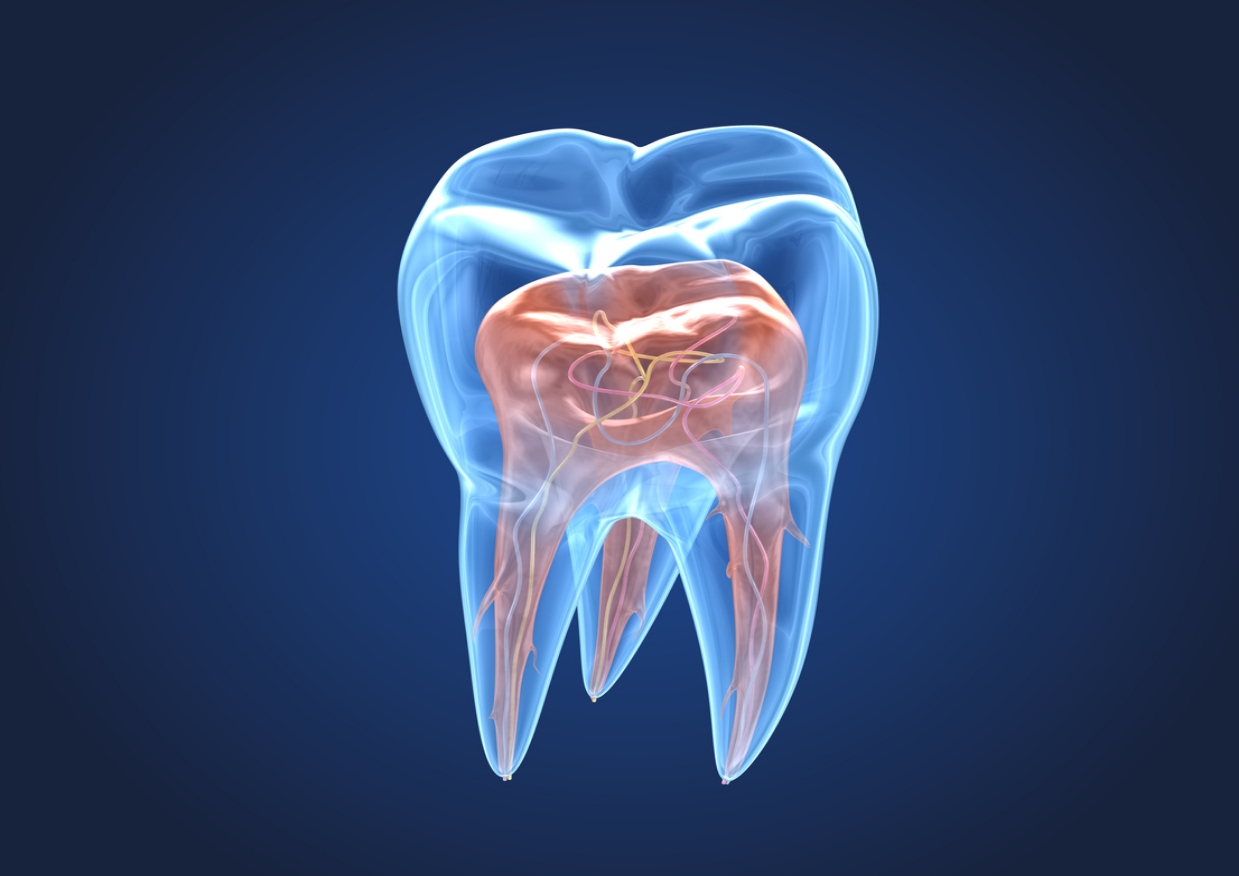 Conservativa ed Endodonzia